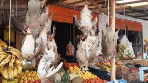 شکار و گوشت پرندگان